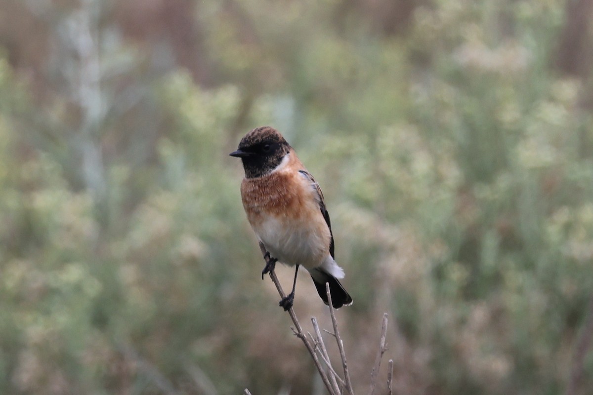 European Stonechat - ML641799658