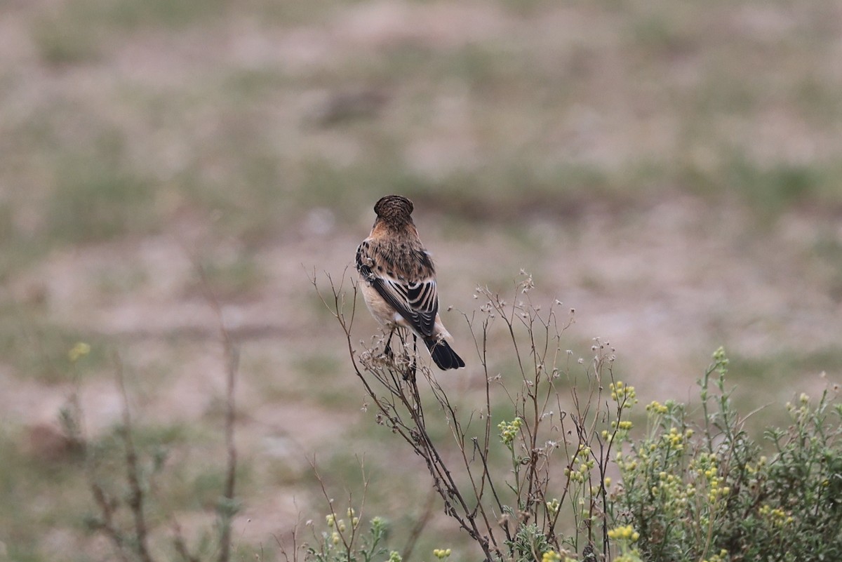European Stonechat - ML641799660