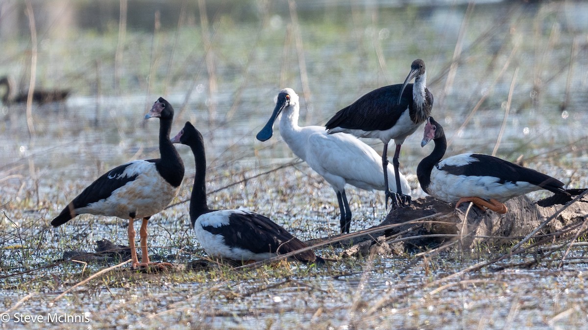Royal Spoonbill - ML641799661