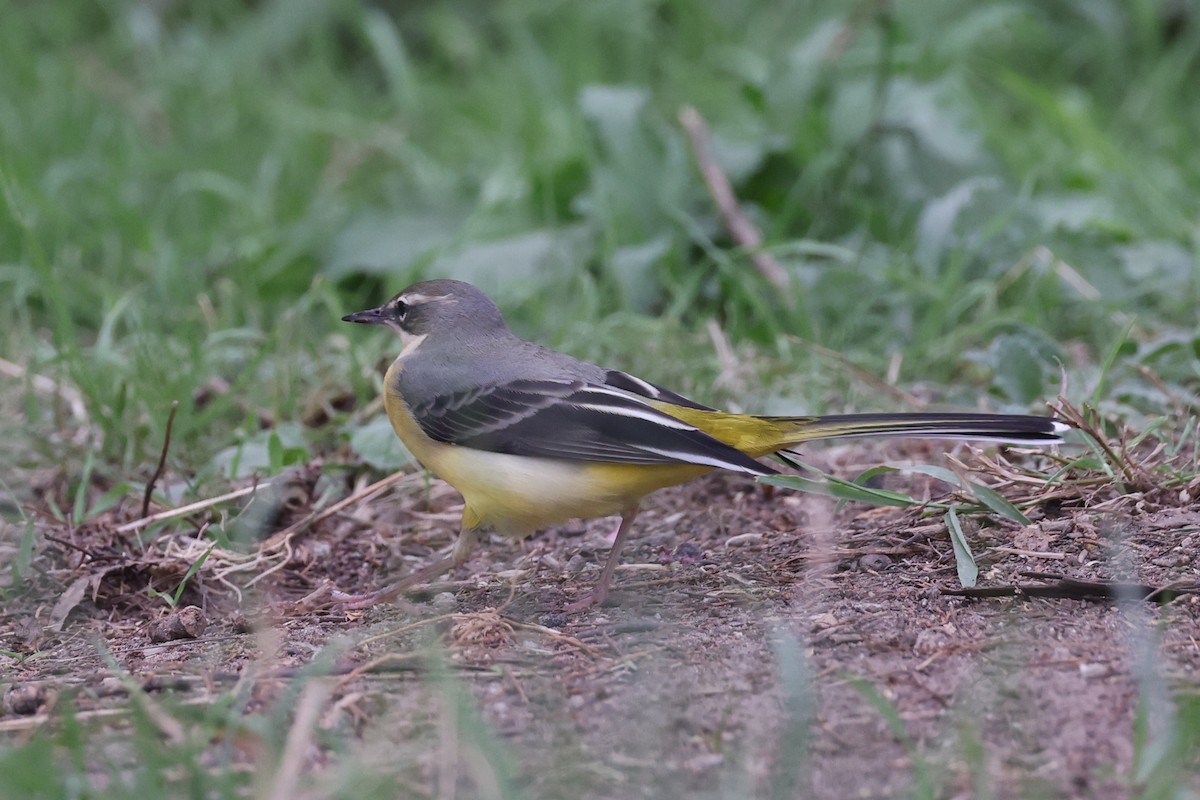 Gray Wagtail - ML641799677