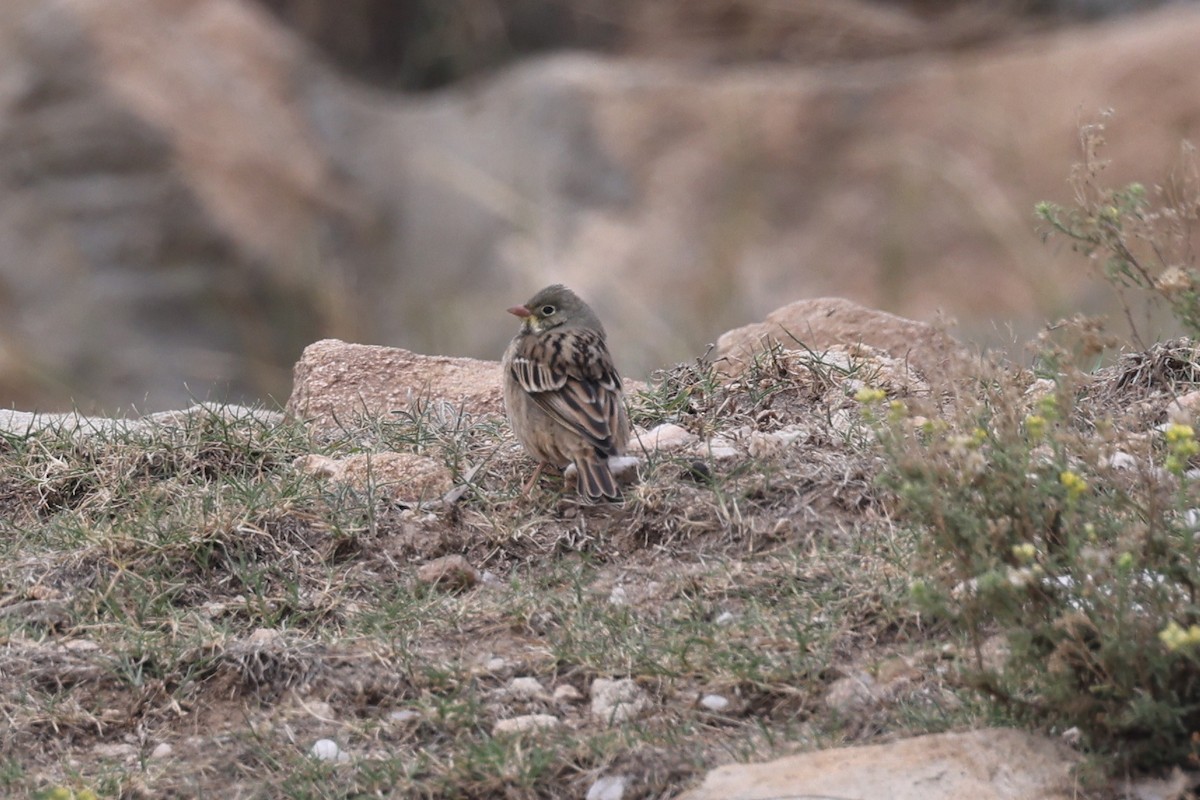 Ortolan Bunting - ML641799694