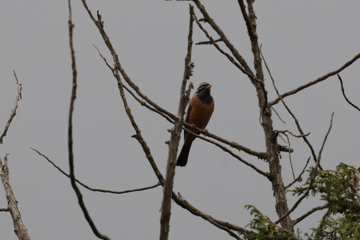 Cinnamon-breasted Bunting - ML641799696