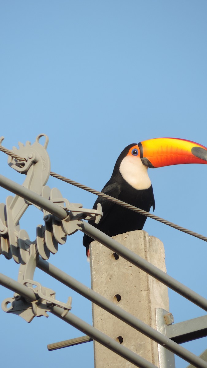 Toco Toucan - ML641799737
