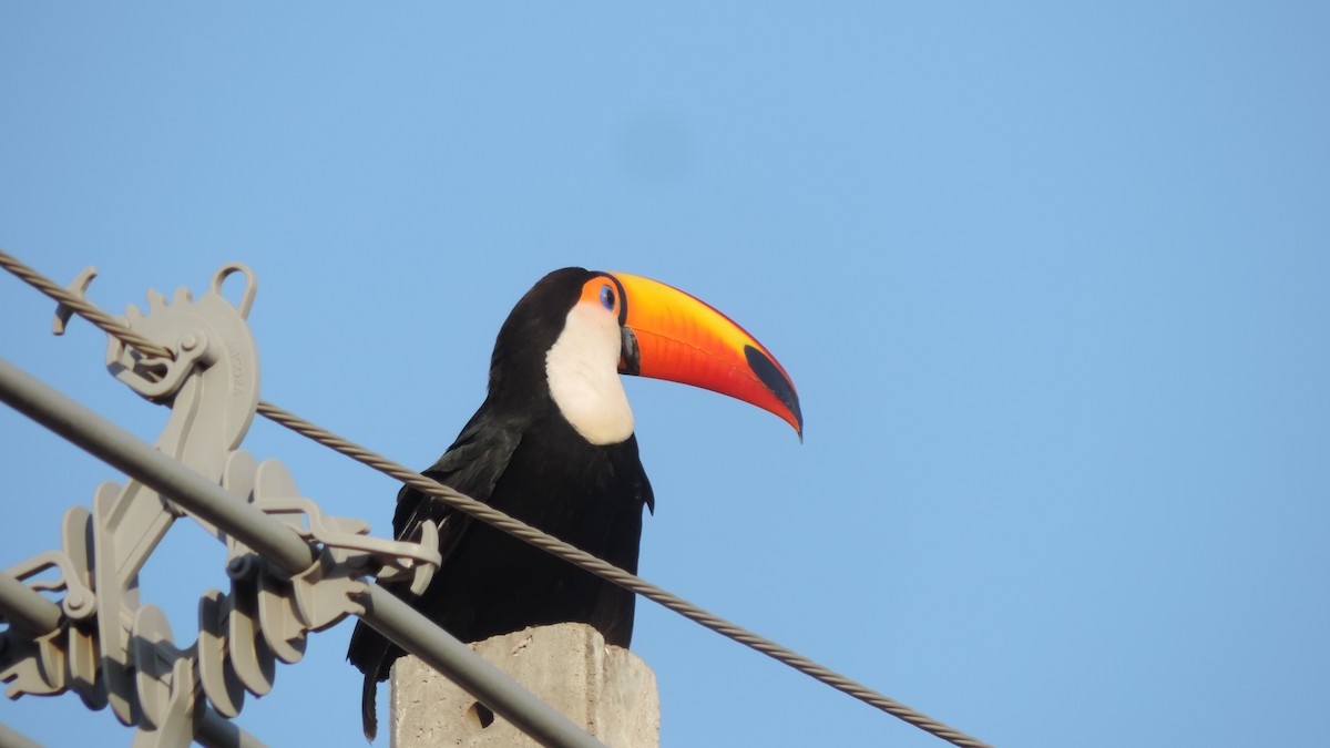 Toco Toucan - ML641799738