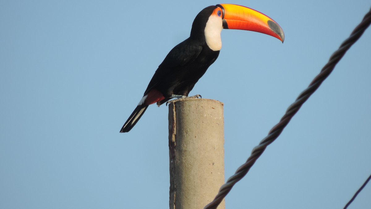 Toco Toucan - ML641799739