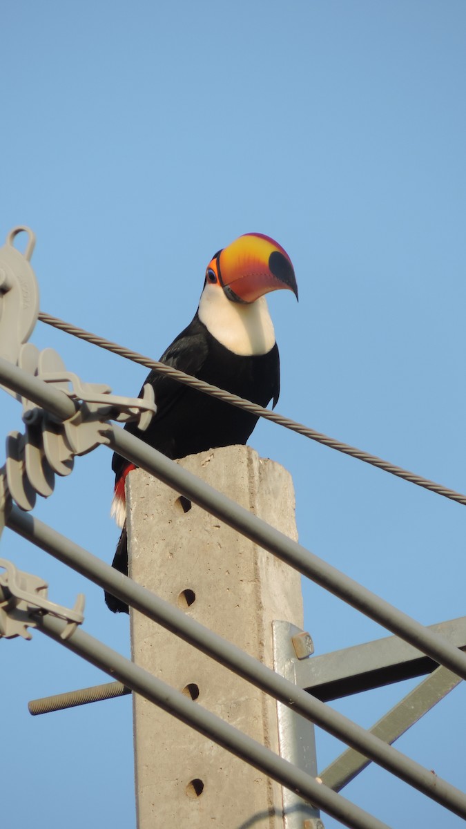 Toco Toucan - ML641799740