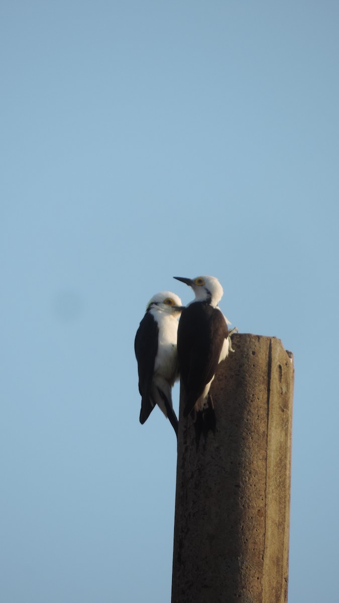 White Woodpecker - ML641799745