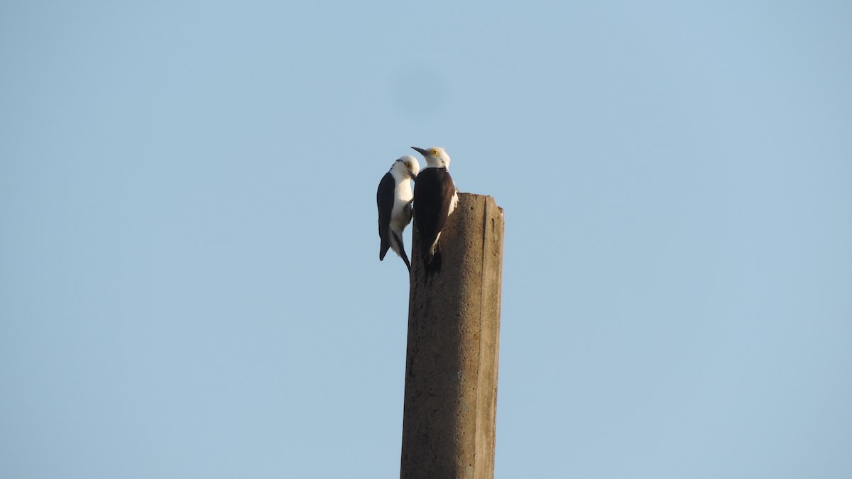 White Woodpecker - ML641799746