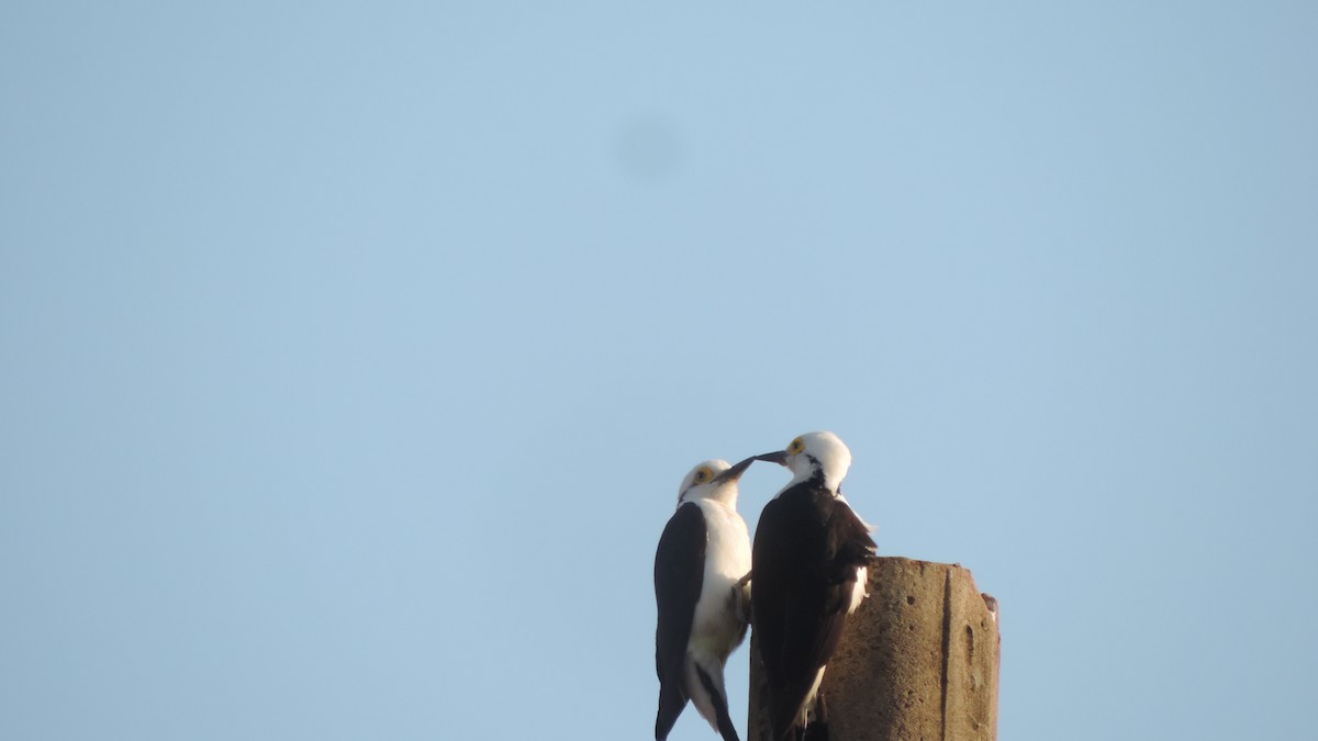 White Woodpecker - ML641799747
