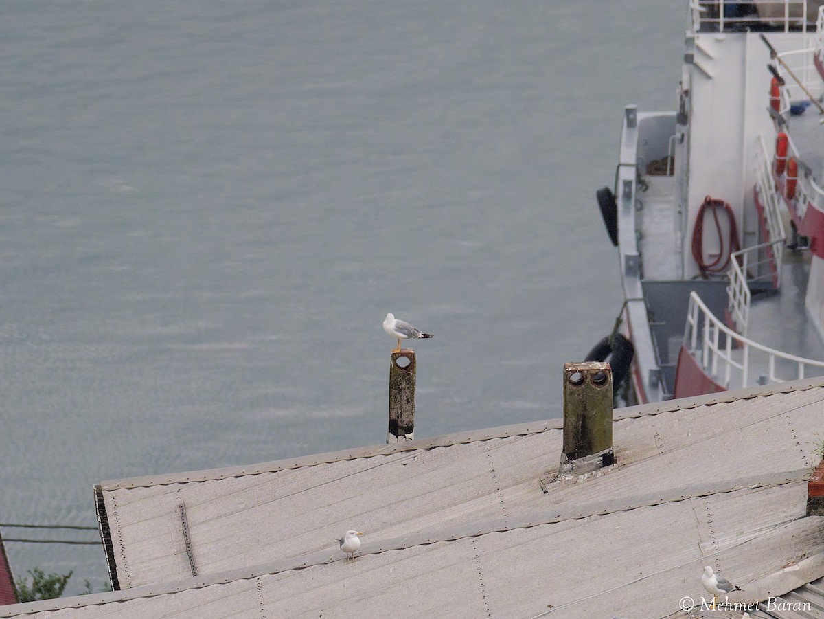 Yellow-legged Gull - ML641799755