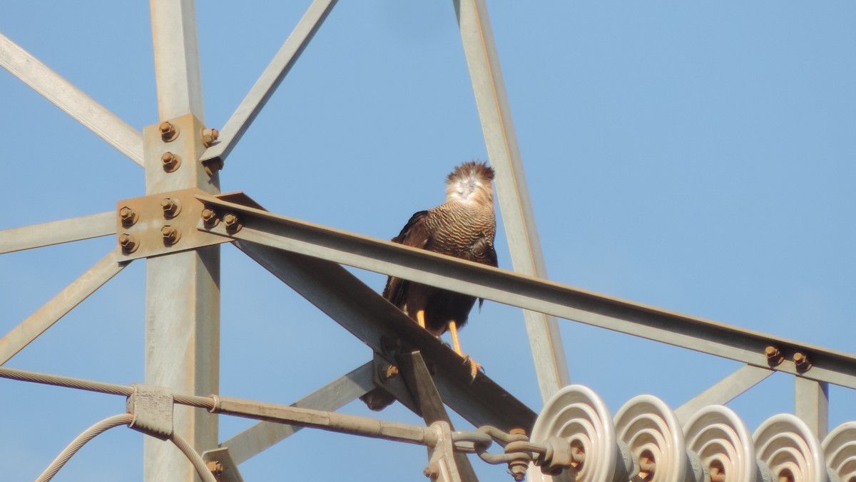 Crested Caracara - ML641799763
