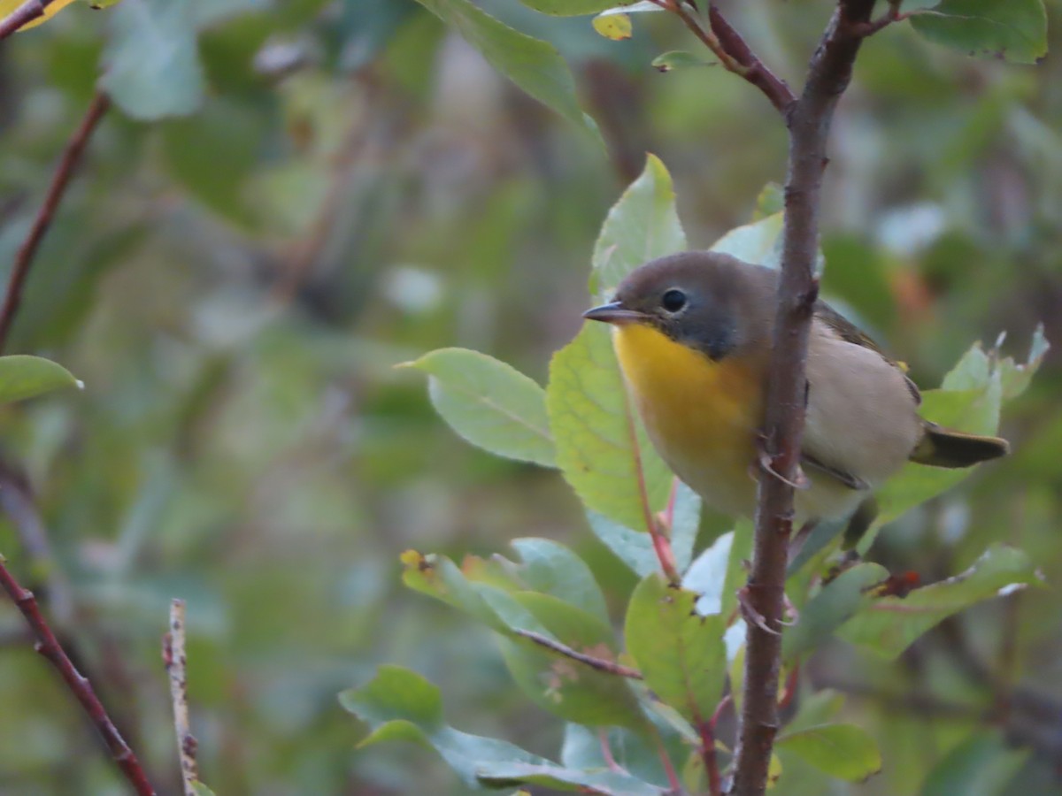 Common Yellowthroat - ML641799773