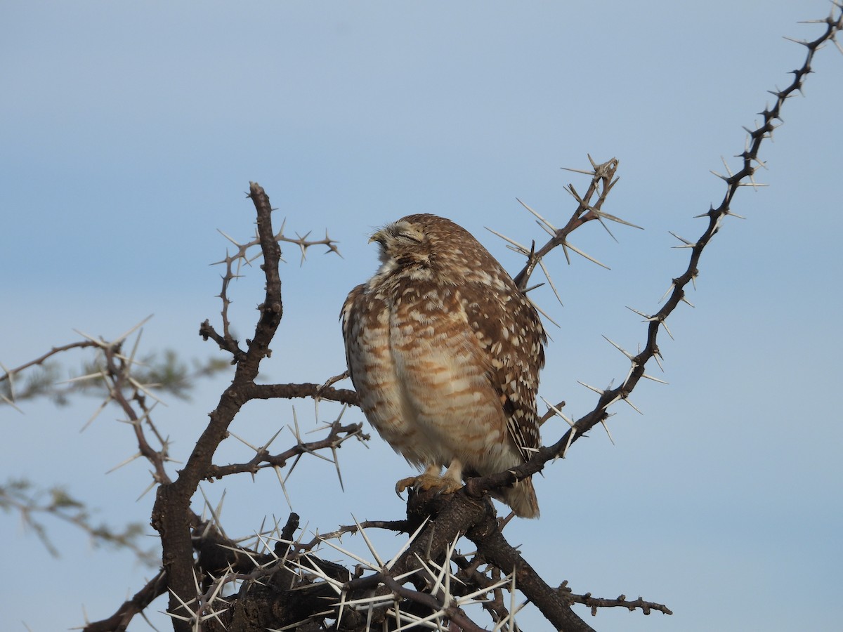 Burrowing Owl - ML641799794