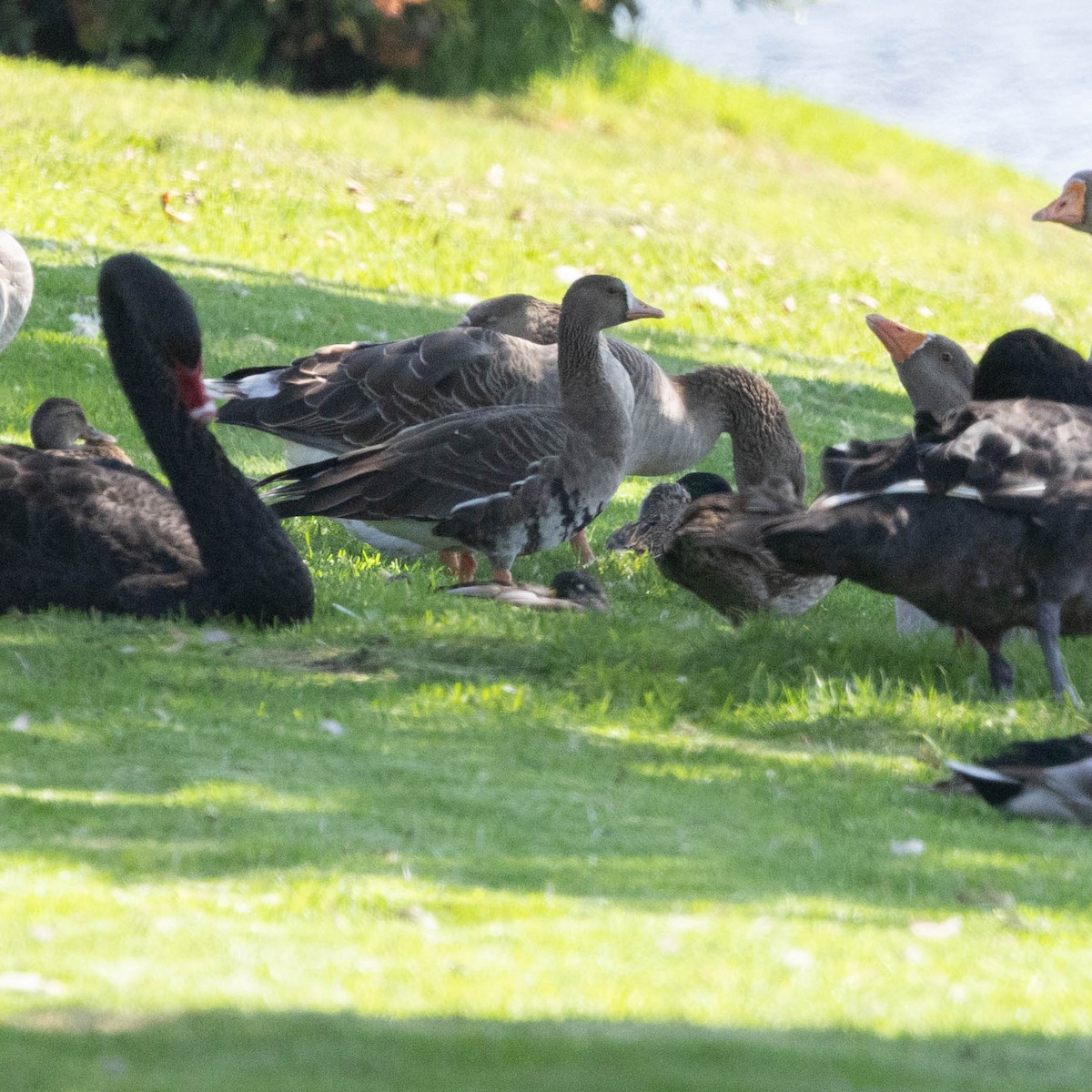 Greater White-fronted Goose - ML641799803
