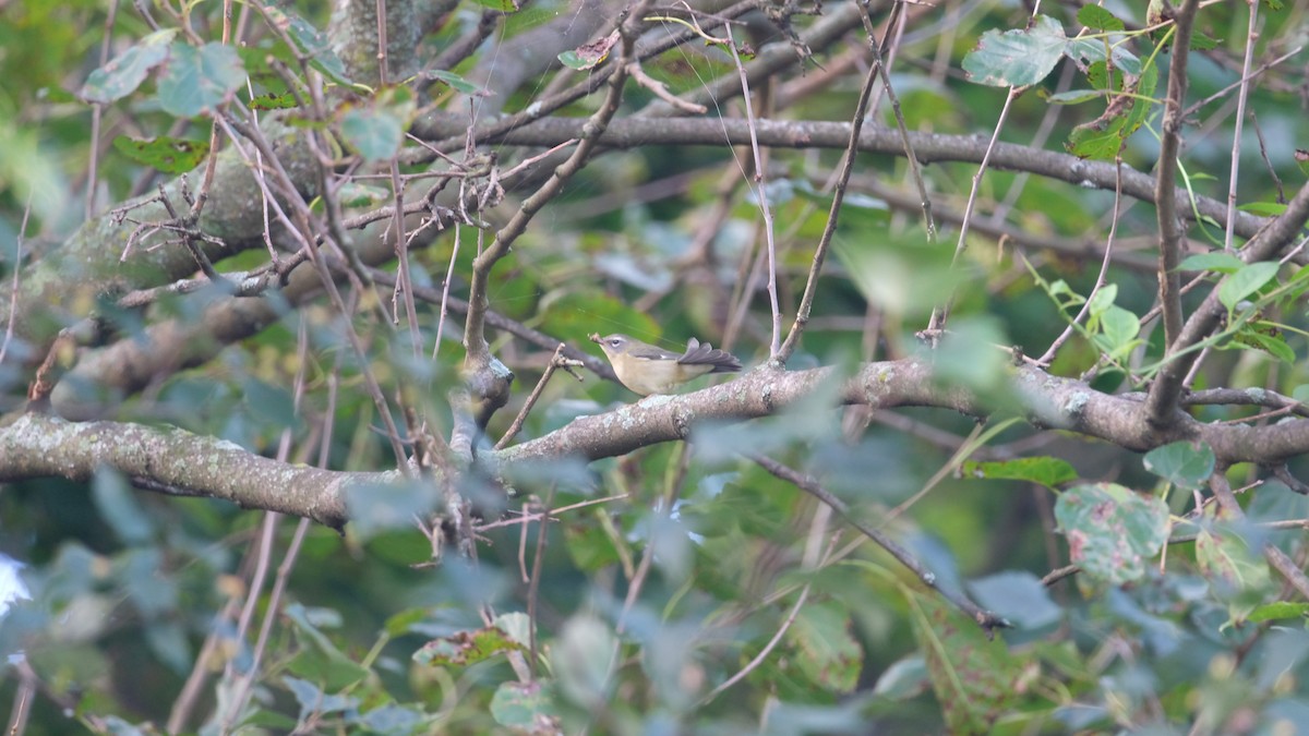 Black-throated Blue Warbler - ML641799804