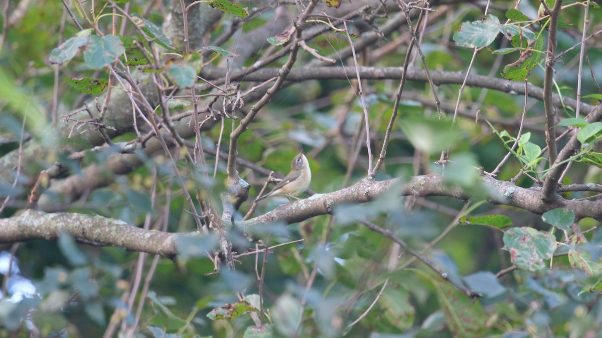 Black-throated Blue Warbler - ML641799811