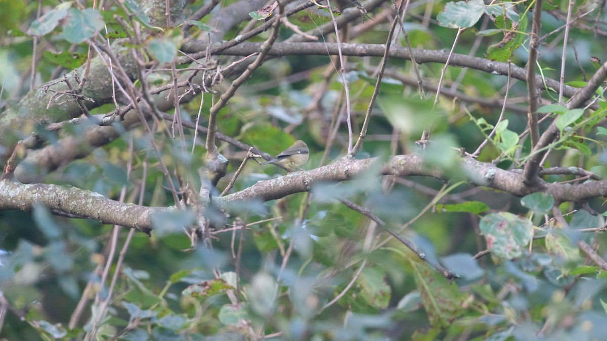 Black-throated Blue Warbler - ML641799828