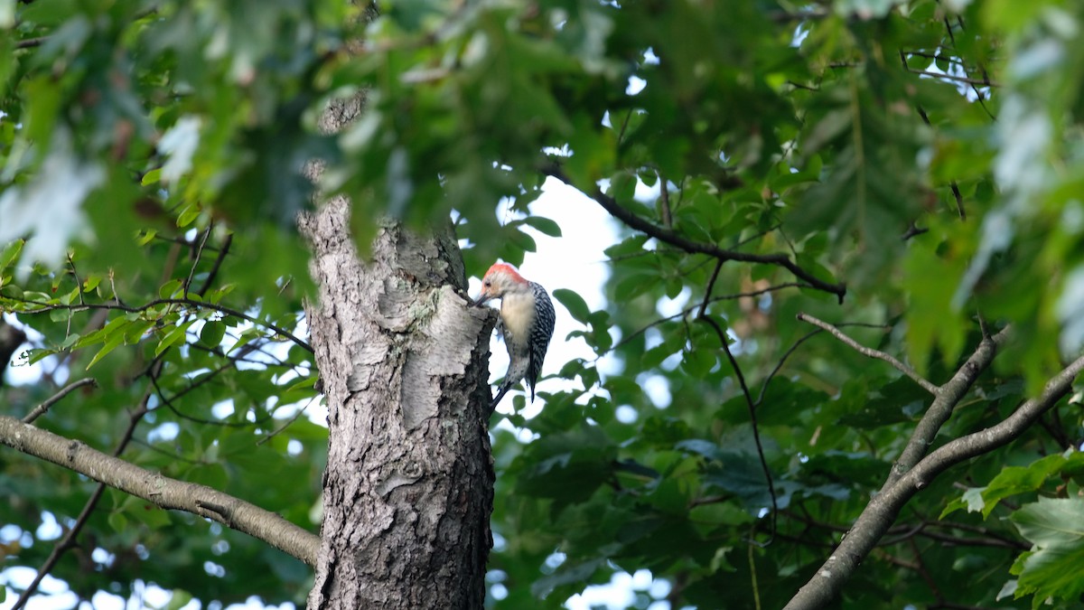 Red-bellied Woodpecker - ML641799836