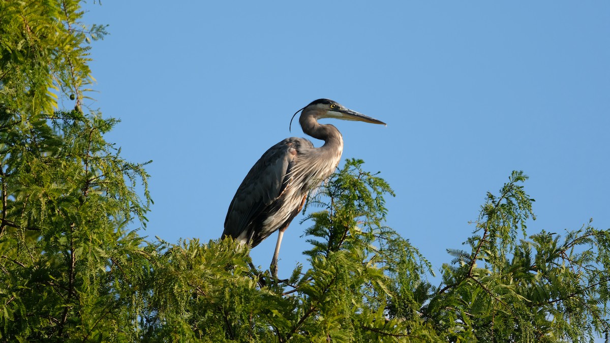 Great Blue Heron - ML641799851