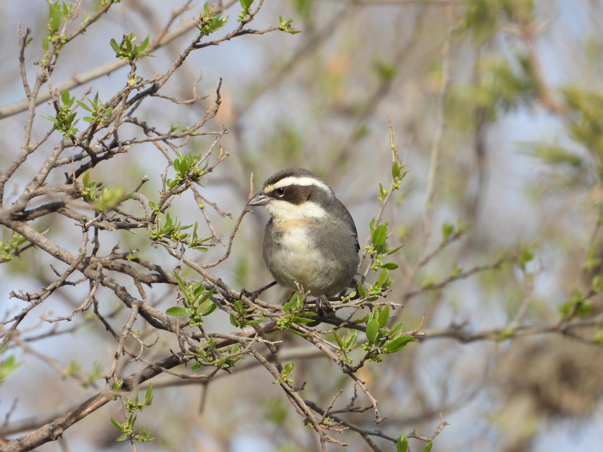 Ringed Warbling Finch - ML641799852