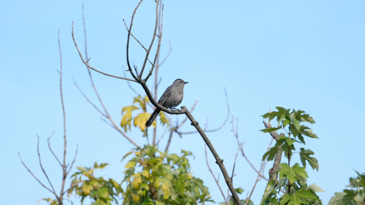 Gray Catbird - ML641799855