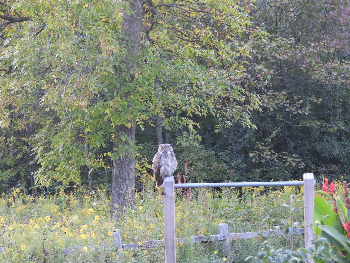 Great Horned Owl - ML641799862