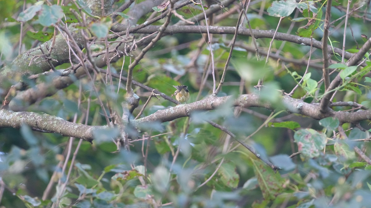 Black-throated Blue Warbler - ML641799866