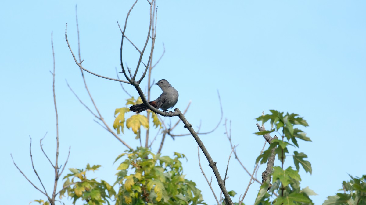 Gray Catbird - ML641799876