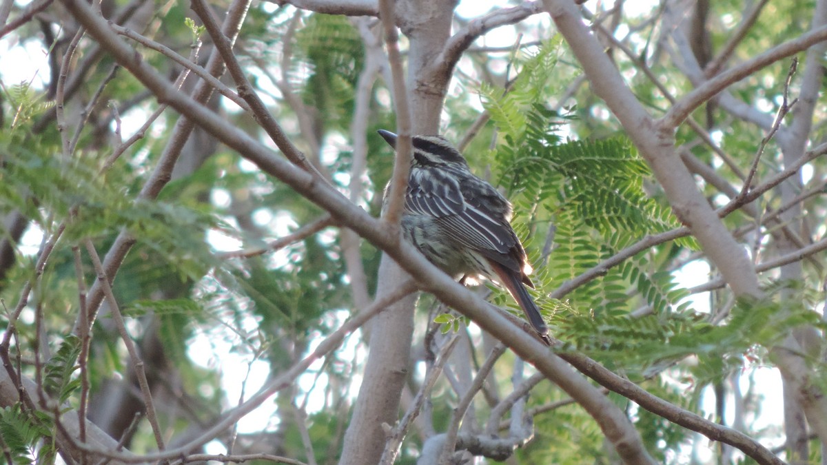 Streaked Flycatcher - ML641799879