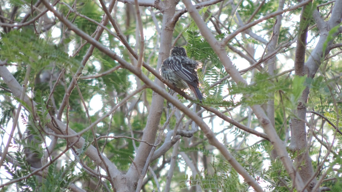 Streaked Flycatcher - ML641799880