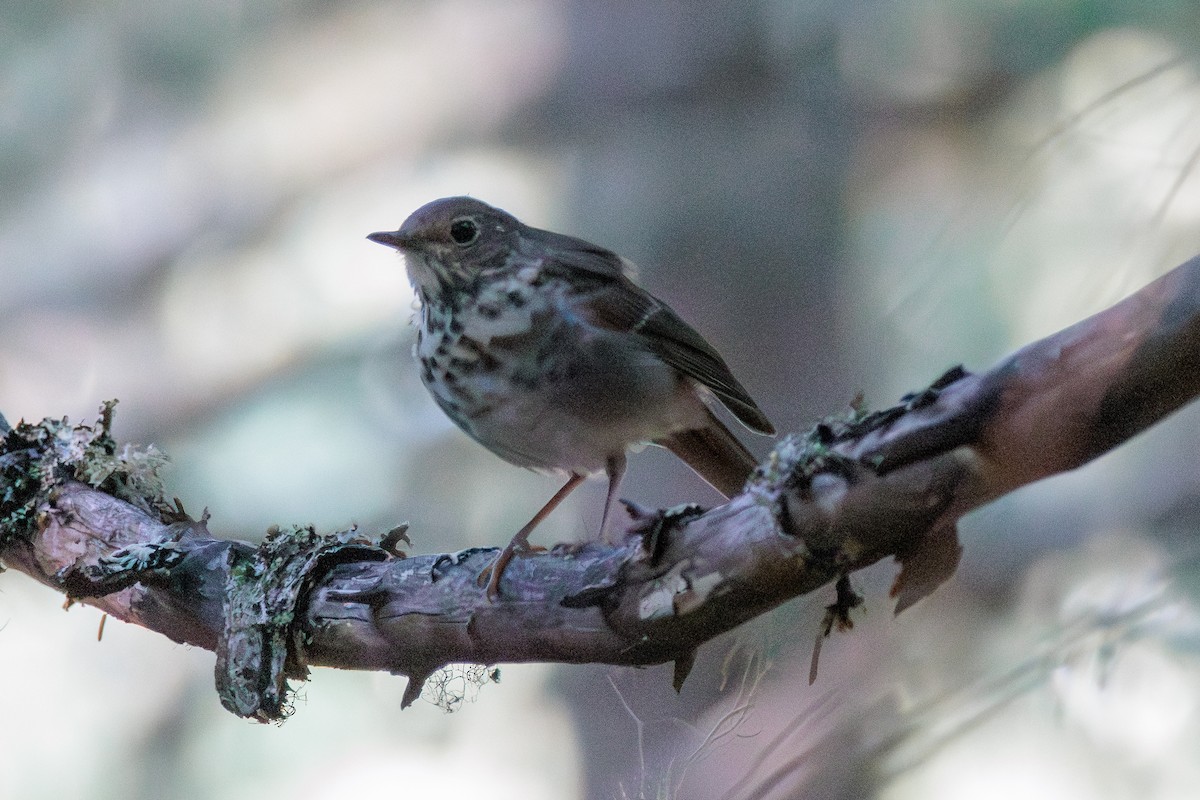Hermit Thrush - ML641799888