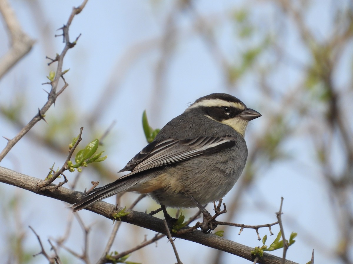 Ringed Warbling Finch - ML641799908