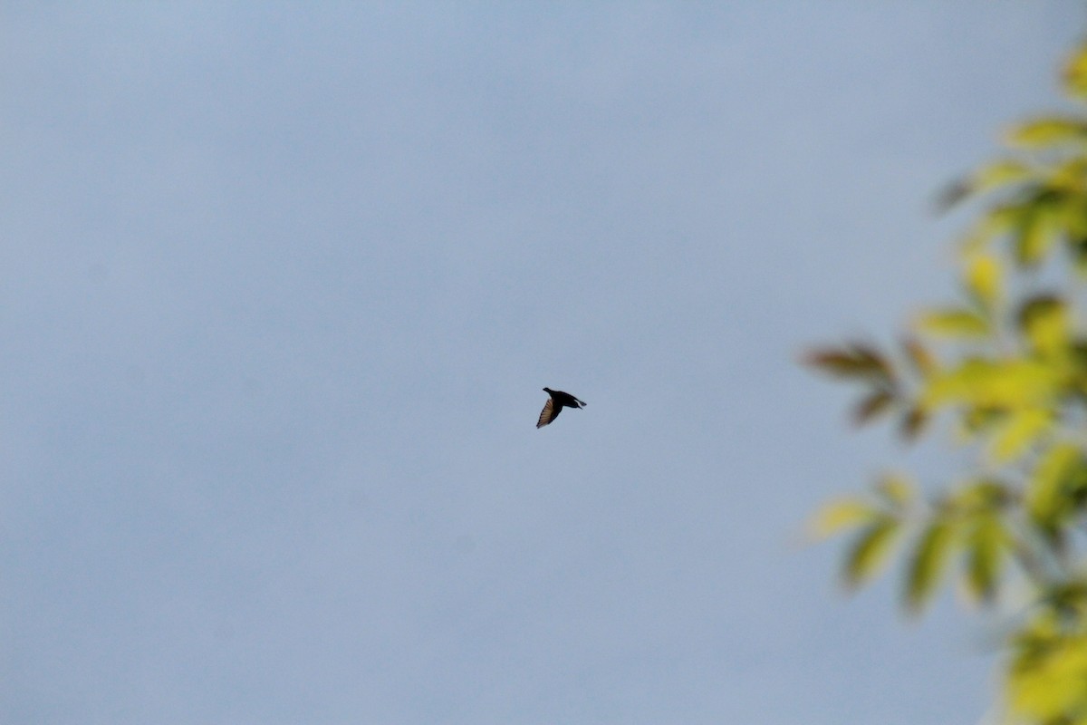 Black-billed Cuckoo - ML641799932