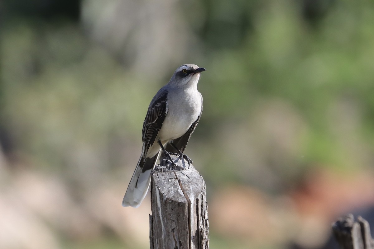 Tropical Mockingbird - ML641799938