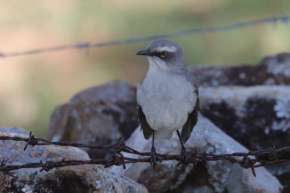 Tropical Mockingbird - ML641799939