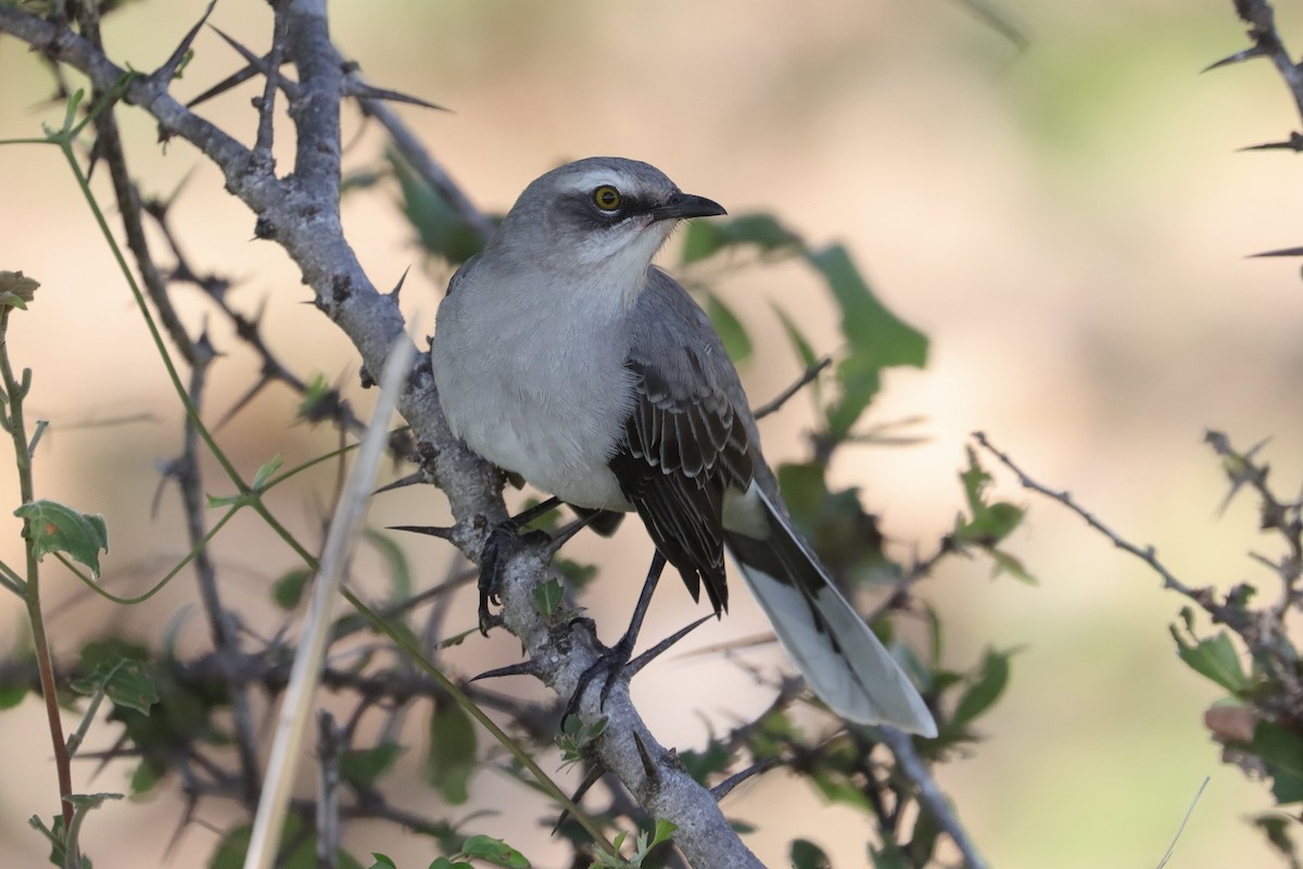 Tropical Mockingbird - ML641799940