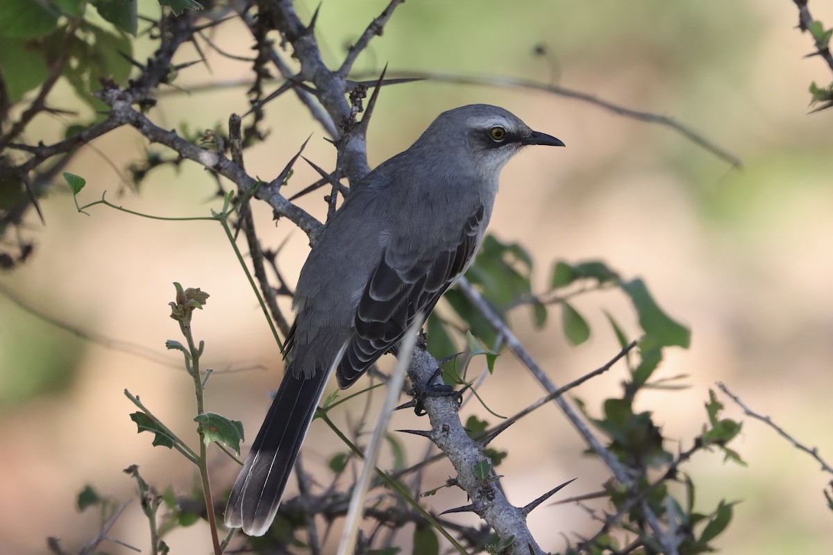 Tropical Mockingbird - ML641799941