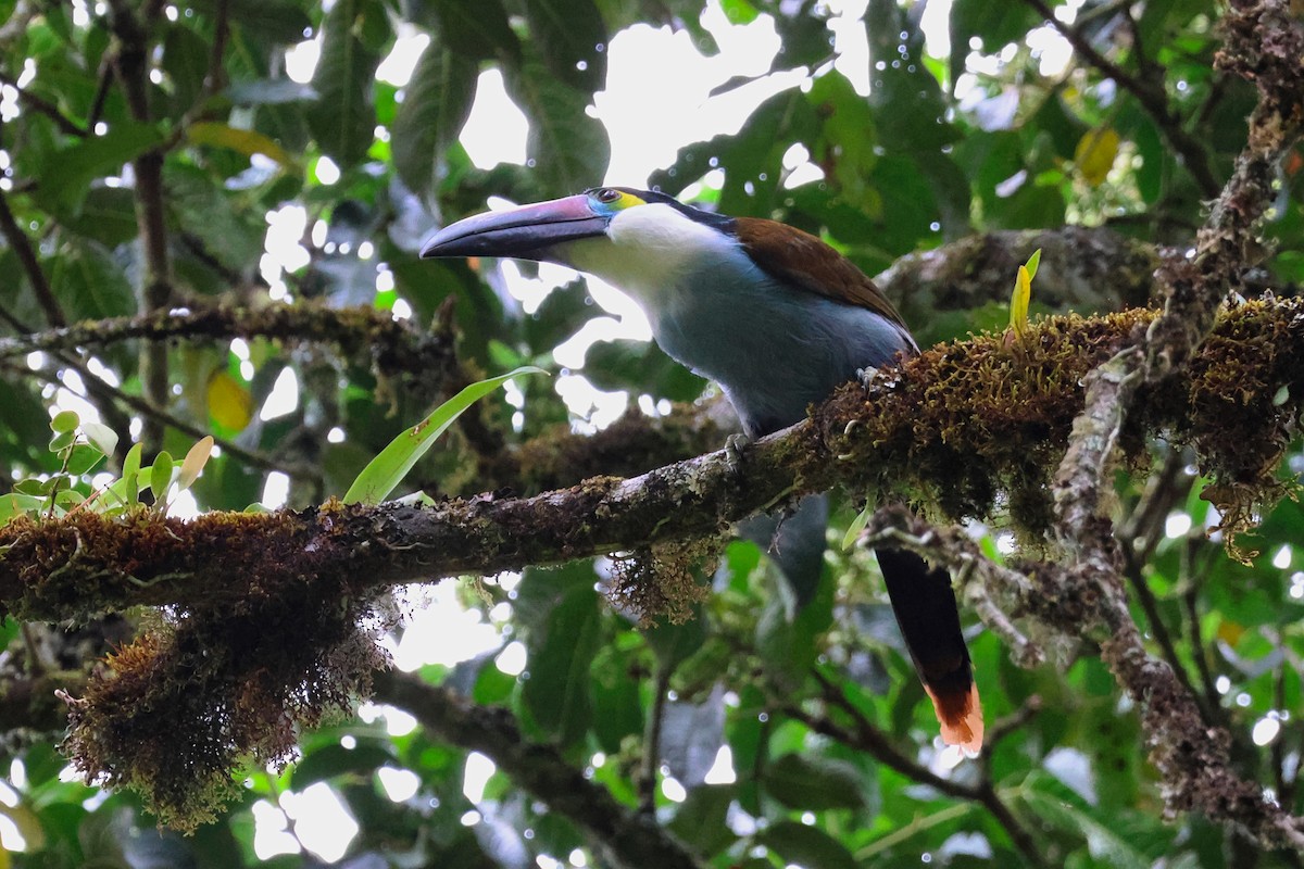 Black-billed Mountain-Toucan - ML641799972