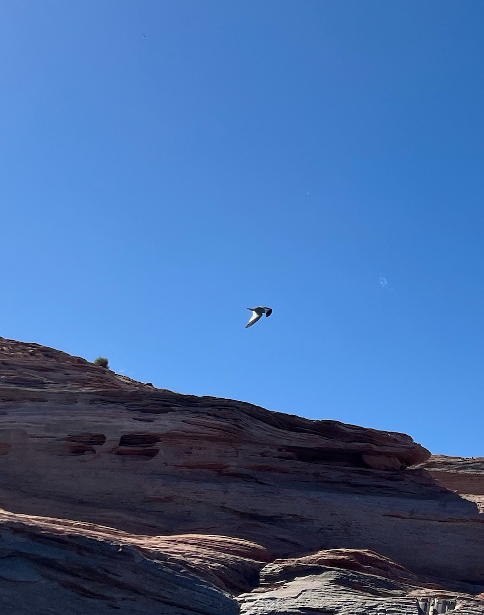 racek Sabinův - ML641799981