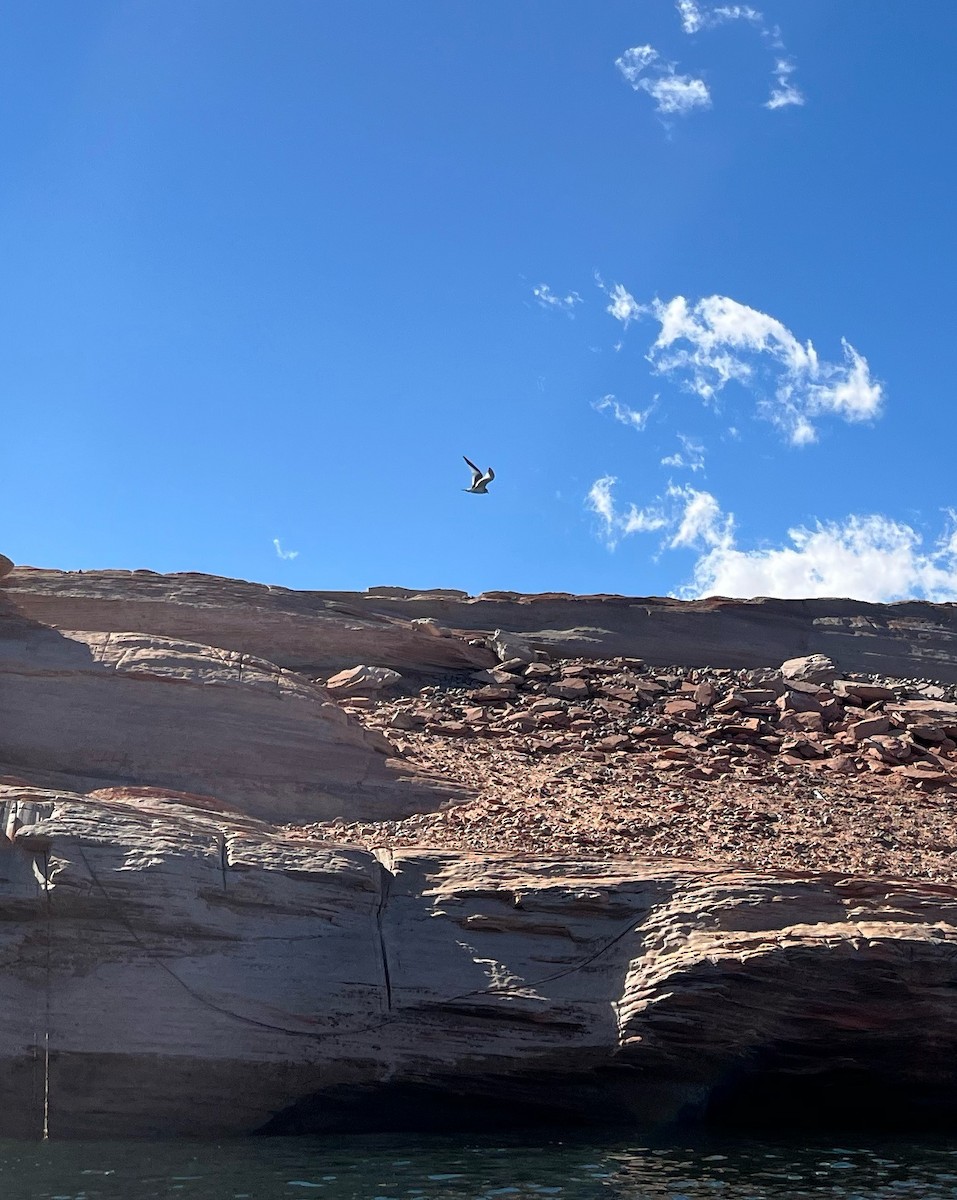 racek Sabinův - ML641799982