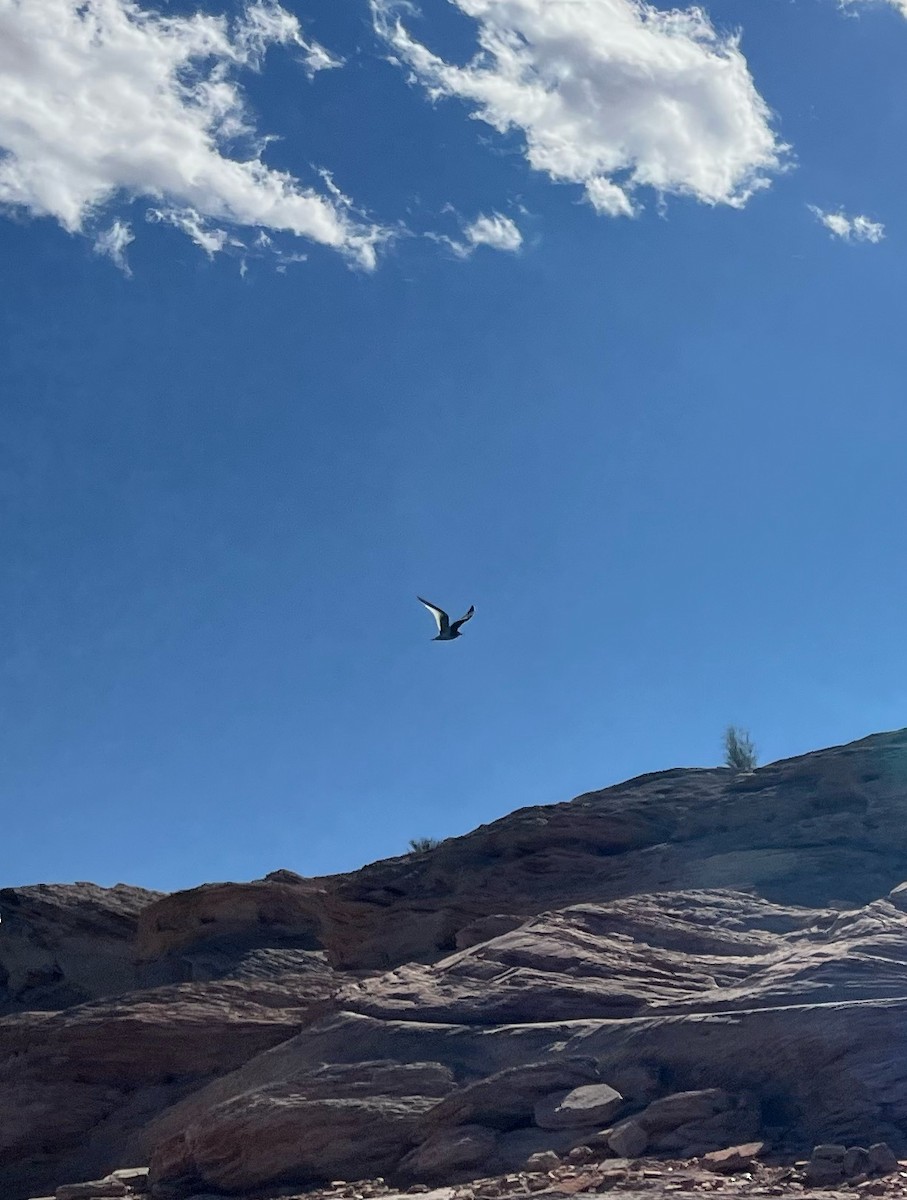 racek Sabinův - ML641799983