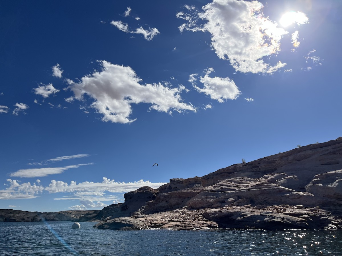 racek Sabinův - ML641799985