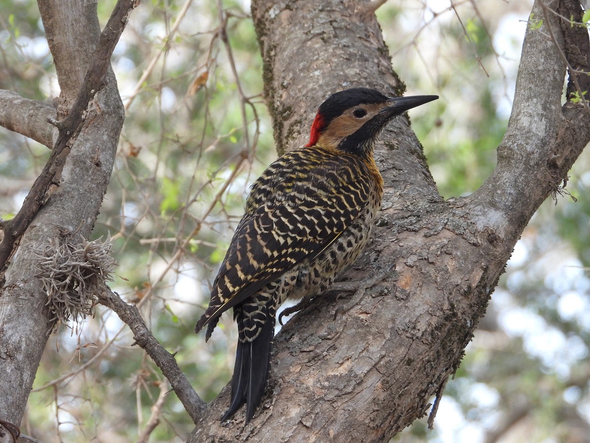 Green-barred Woodpecker - ML641799987