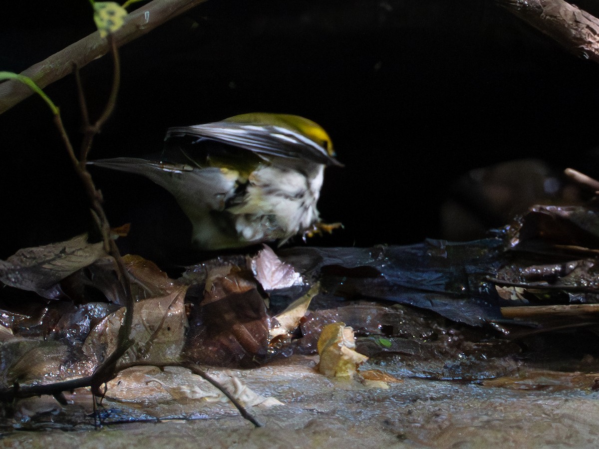 Black-throated Green Warbler - ML641800030