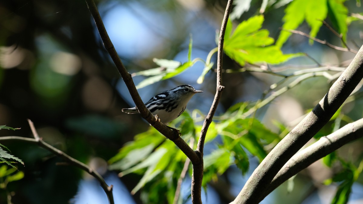 Black-and-white Warbler - ML641800031