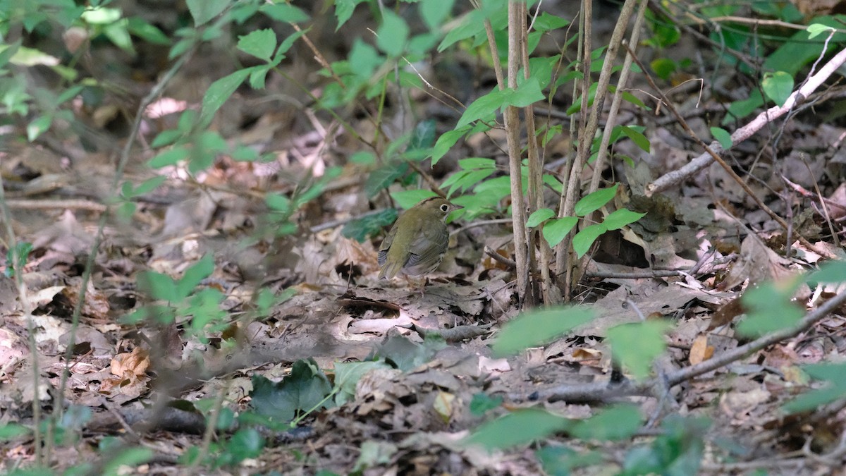 Ovenbird - ML641800041