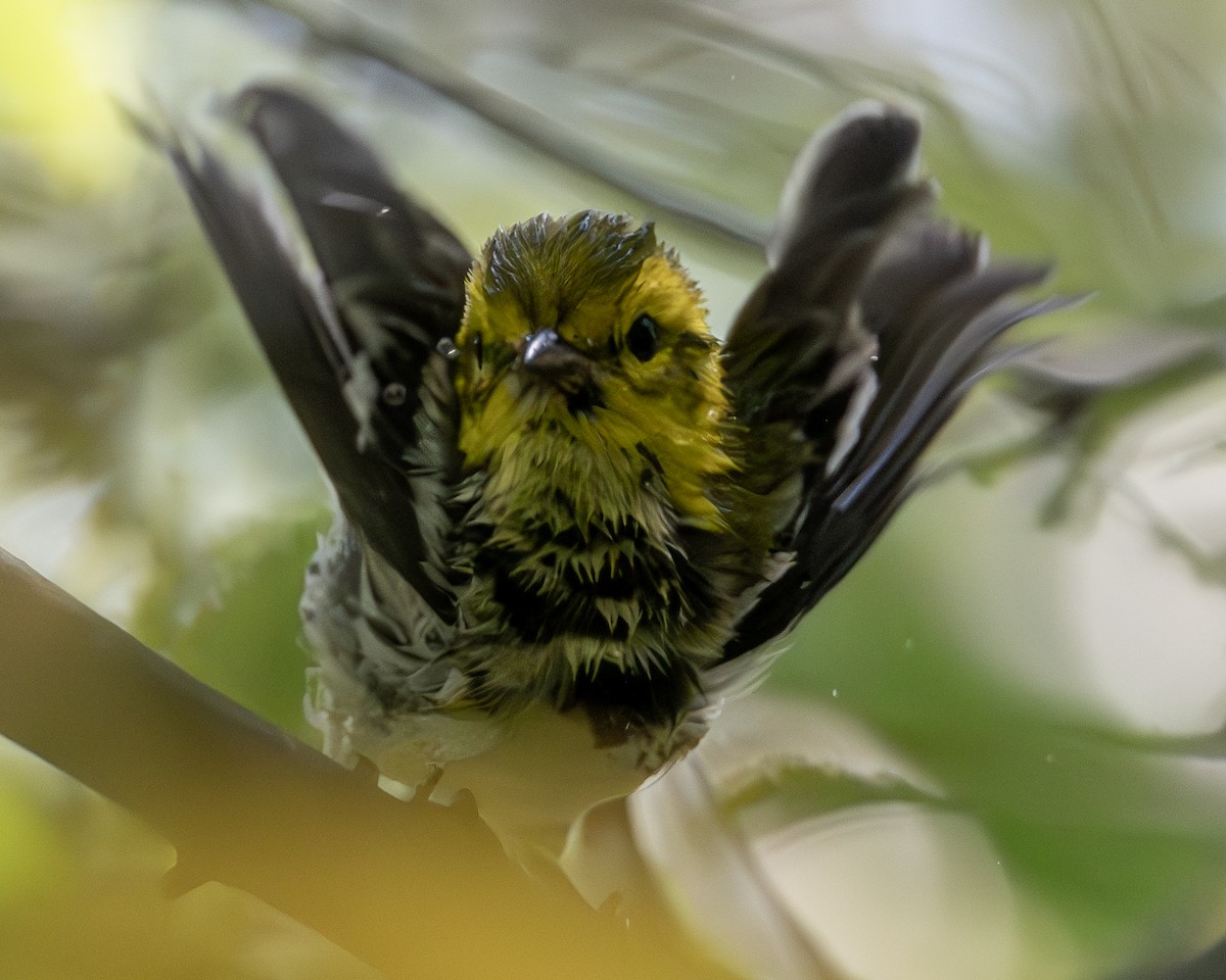 Black-throated Green Warbler - ML641800042