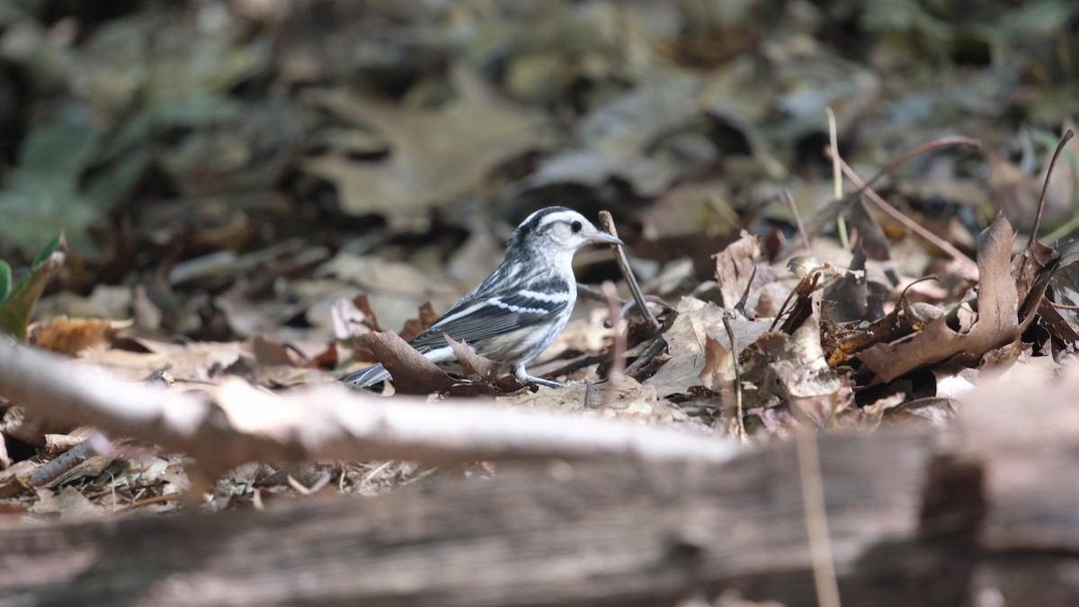 Black-and-white Warbler - ML641800046
