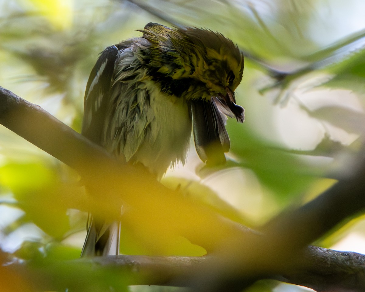 Black-throated Green Warbler - ML641800051