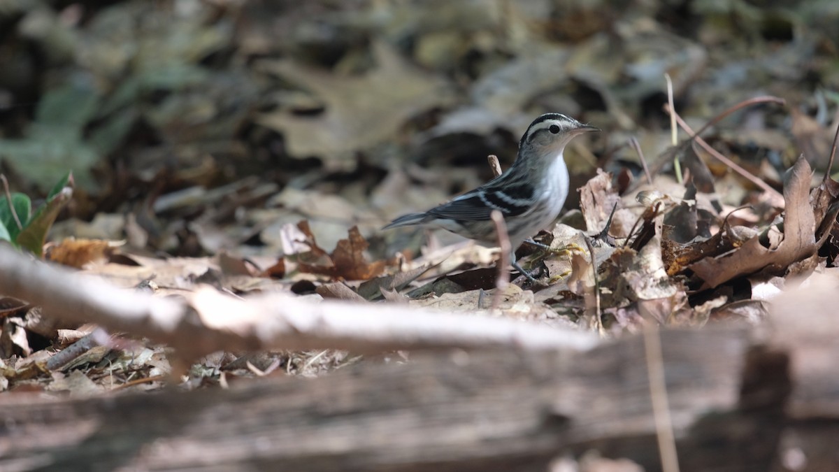 Black-and-white Warbler - ML641800052